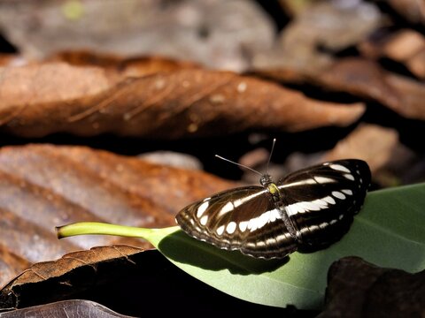 A Clear Sailor butterfly is resting on a leaf with its wings wide open, revealing the pattern of white bands at Kaeng Krachan Thailand