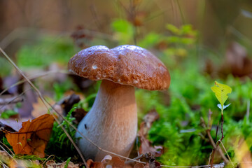 Selective focus of wild bolete mushroom in the wood, Boletus edulis is a basidiomycete fungus and the type species of the genus Boletus, Penny bun fungus in the forest, Natural Autumn background.