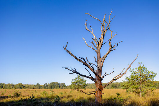 Selective focus branches of perennial tree died on grass meadow surrounded with pine forest in Autumn, One single dead and bare tree trunk in the wood under blue sky, Natural background, Netherlands. - Powered by Adobe