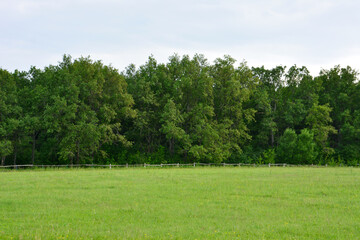 Fototapeta premium a green lawn with a forest in the background wallpaper