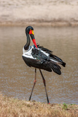 South Africa, Kruger National Park, Saddle-billed Stork (Ephippiorhynchus senegalensis), female