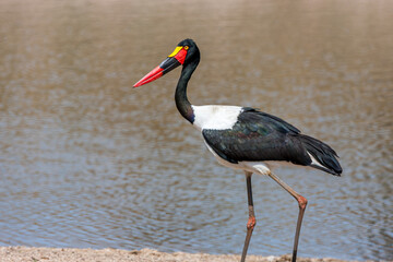 South Africa, Kruger National Park, Saddle-billed Stork (Ephippiorhynchus senegalensis), female