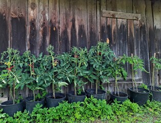 Tomatoes growing in pots are a true summer delight. 