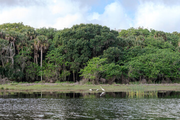 Shoreline lake swamp in Florida
