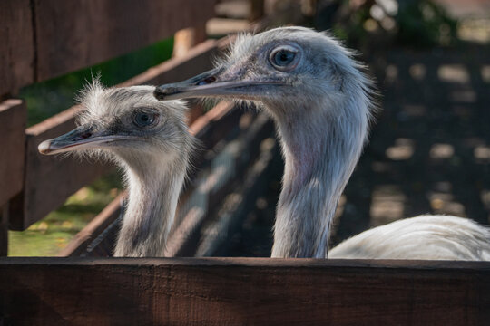 portrait of an ostrich in the zoo
