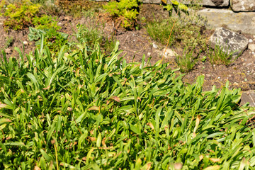 Bear river fleabane or Erigeron Ursinus plant in Saint Gallen in Switzerland 18.8.2025