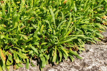 Bear river fleabane or Erigeron Ursinus plant in Saint Gallen in Switzerland 18.8.2025