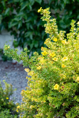 Shrubby cinquefoil or Potentilla Fruticosa Elizabeth plant in Saint Gallen in Switzerland 18.8.2025