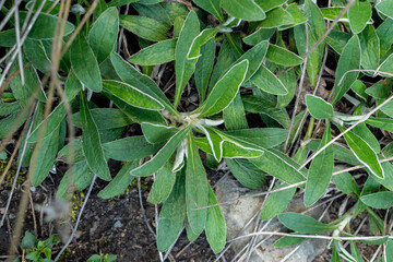 Hieracium Peleterianum plant in Saint Gallen in Switzerland 18.8.2025