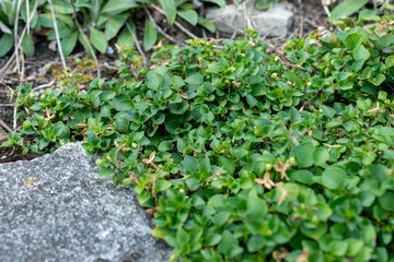 Viola Rupestris plant in Saint Gallen in Switzerland 18.8.2025