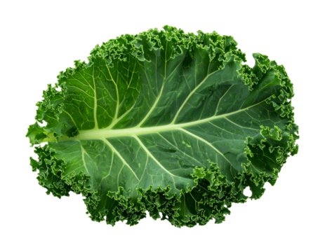 Fresh Green Curly Kale Leaf Top View, Ruffled Edges, isolated on transparent background