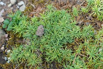 Minuartia Circassica plant in Saint Gallen in Switzerland 18.8.2025