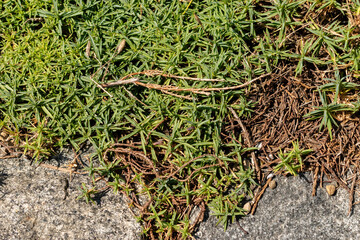 Dianthus Subacaulis plant in Saint Gallen in Switzerland 18.8.2025