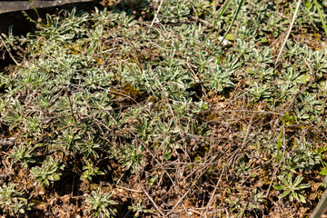 Small pussytoes or Antennaria Microphylla plant in Saint Gallen in Switzeland 18.8.2025