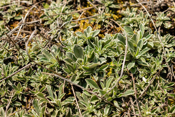 Small pussytoes or Antennaria Microphylla plant in Saint Gallen in Switzeland 18.8.2025