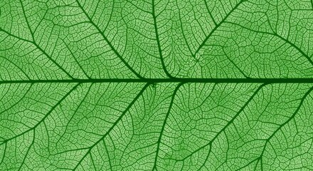 Leaf vein network illustration pattern