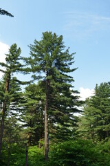 Pinus koraiensis is an evergreen conifer with five needle clusters and large cones that yield edible pine nuts. Photographed in Korea.