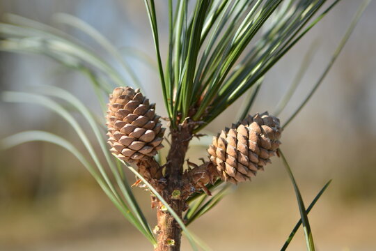 Pinus koraiensis is an evergreen conifer with five needle clusters and large cones that yield edible pine nuts. Photographed in Korea.