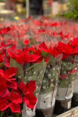 pots with flowers poinsettia in greenhouse. A popular and iconic plant, especially during the holiday season