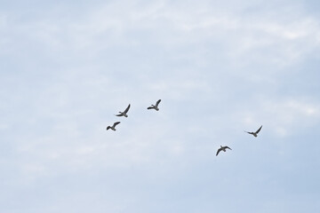 Flock of greylag geese flying on a sky with soft fluffy clouds - Anser anser 