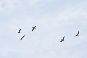 Flock of greylag geese flying on a sky with soft fluffy clouds - Anser anser 