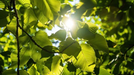 Obraz premium Nature’s Plant Growth Vistas: Close-Up Leaf Details, Bright Sunlight Gardens & Flower-Filled Park Scenes
