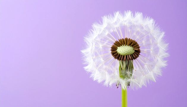 Close-up of a dandelion clock, showing the delicate seed head against a soft purple background.