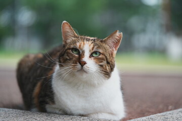公園の東屋で休んでいる上を見上げる猫