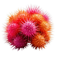  Pink and orange spiky cells close up isolated on white and transparent background