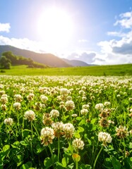 Fototapeta premium White clover field, mountain backdrop