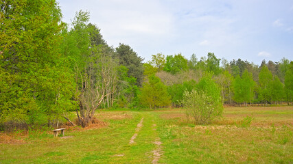 Field and fresh green spring trees in Heidebos nature reserve, Moerbeke, Ghent, Flanders, Belgium 
