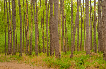 Fototapeta premium Hiking trail through a pine forests in Heidebos nature reserve, Moerbeke, Ghent, Flanders, Belgium 
