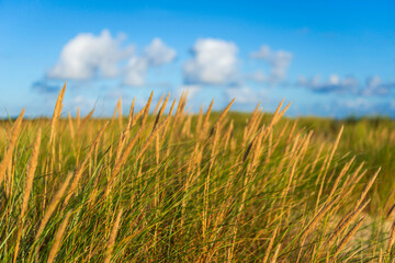 Fototapeta premium Dünengras, Strandhafer im Morgenlicht am Ellenbogen auf Sylt