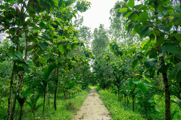 Fototapeta premium Life in village