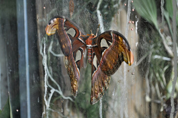 Fototapeta premium Atlas Moth (Attacus atlas) with Spread Wings Resting in a Spider Web