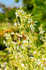 Nasa Triphylla plant in Saint Gallen in Switzerland 18.8.2025