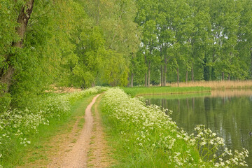 Fototapeta premium Hiking and biking path lined with trees along Moervaart canal near Ghent, Flandders, Belgium 