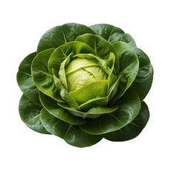 Obraz premium Close up of a fresh green butter lettuce head isolated on transparent background, showcasing its vibrant color and texture