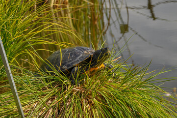 Turtle Resting at Pond’s Edge in Natural Wetland Habitat