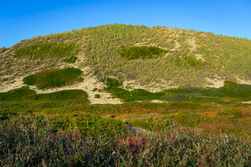 Fototapeta premium Dünen mit Heidekraut und Strandhafer auf der Nordseeinsel Sylt, Deutschland