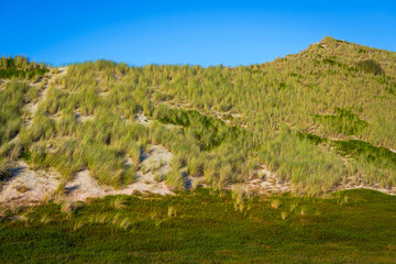 Dünen mit Heidekraut und Strandhafer auf der Nordseeinsel Sylt, Deutschland