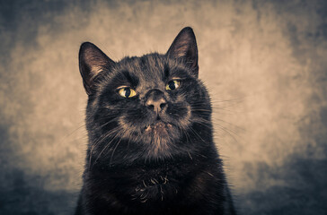 Portrait of a black cat with yellow eyes on a gray background