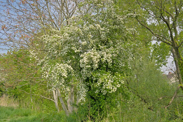 hawthorn with green leaves and white flowers in a forest in Bourgoyen nature reserve, Ghent, Flanders, Belgium 