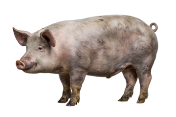 Detailed pig figure with darker hoof tips and soft rim light, isolated on transparent background.
