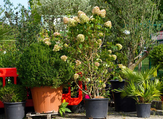 Plants grown for sale in pots: paniculata hydrangea, palm, boxwood and others