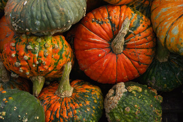 Close-up of orange pumpkins, green pumpkins, and pumpkins with unusual bumpy skins