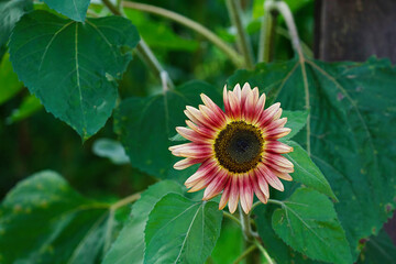 A close-up of a blooming Ruby Eclipse sunflower against a green background