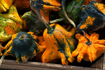Close-up of decorative pumpkins in the shape of stars