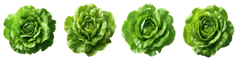 fresh green romaine lettuce isolated on white background.