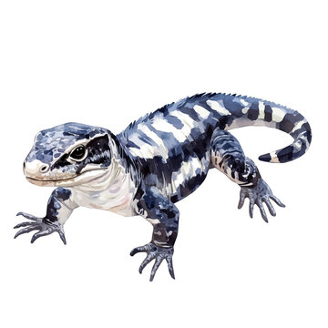 Argentine Black And White Tegu, watercolor painting vector, isolated on a white background.
